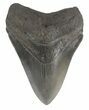 Grey, Serrated Megalodon Tooth - Georgia #54852-1